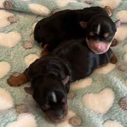 Yorkshire Terrier puppies from Angel Spun Yorkies