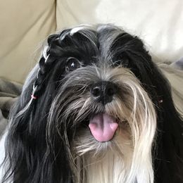 Rocky  - Havanese