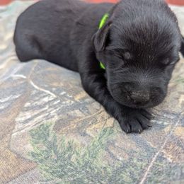 Boy 6 - Labrador Retriever puppy from Patton's Triple Pine Farm