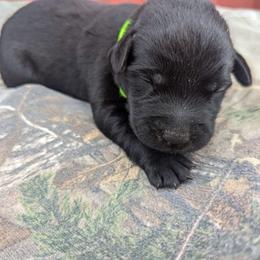 Boy 6 - Labrador Retriever puppy from Patton's Triple Pine Farm
