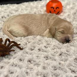 Adorable baby boy - Cream male Goldendoodle puppy in Monument, Colorado from Colorado Dreamin Doodles