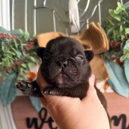 Brindle boy 2 - Brindle and white male French Bulldog puppy in Washington, Pennsylvania from Crooked Pine French Bulldogs