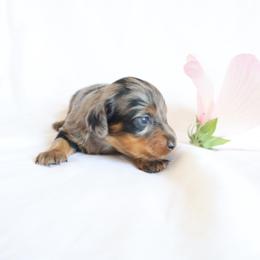 Abby - Dapple female Dachshund puppy in Fredericksburg, Ohio from William's Dachshunds
