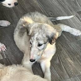 Suzuki - Silver brindle male Borzoi puppy in Clinton, Tennessee from Ivanhoe Borzoi