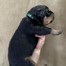 Thor - Black and tan male Rottweiler puppy in Newfoundland, Pennsylvania from Poconopaws