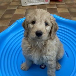 Goldendoodles from Doodlelicious Goldendoodles of Malta,NY