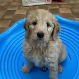 Goldendoodles from Doodlelicious Goldendoodles of Malta,NY