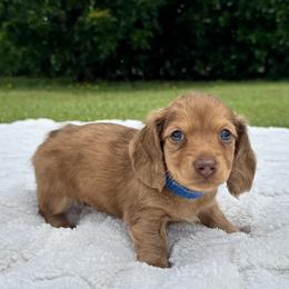 Boy 3 - male Dachshund puppy in Homestead, Florida from Redland Dachshund Grove