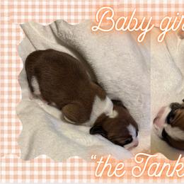 Basset Hound Puppies from Tiny Acre Cattle Co