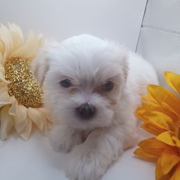 Girl 4 - White female Shorkie puppy in Boca Raton, Florida from Tina-Marie's Pups