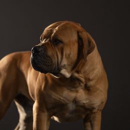 ColdRiver’s “ACE” Sun WuKong - Boerboel