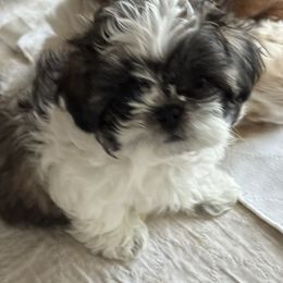 Shih Tzu Puppies from The Townsend Tzu