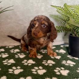 Eve - Dapple female Dachshund puppy in Brandon, Florida from Knights Dachshunds