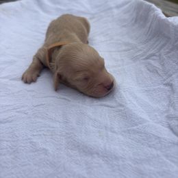 Mr. Brew - Cream male Dachshund puppy in Marshfield, Missouri from Hilltop Kennel LLC