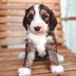 Grace - Sable female Bernedoodle puppy in Jackson, Missouri from Pincksten Family Doodles