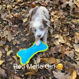 RMF - Red merle female Miniature American Shepherd puppy in Prairie Grove, Arkansas from IQ Farms