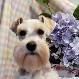 Miniature Schnauzer Puppies from Mountain View Schnauzers