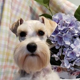 Miniature Schnauzer Puppies from Mountain View Schnauzers