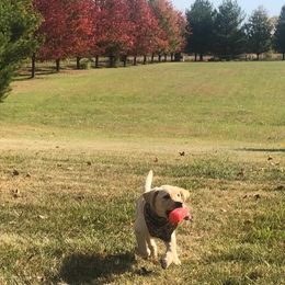 Labrador Retriever Puppies from Harvest Moon Farm