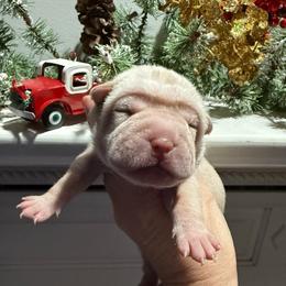 Frosty - Cream male Chinese Shar-Pei puppy in North Carolina from Amy Mahaffey's Chinese Shar-Pei