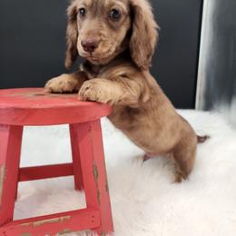 Jasper - Chocolate and cream male Dachshund puppy in Smallett, Missouri from Doxie Holler
