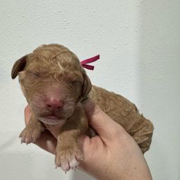 Rosie - Apricot female Goldendoodle puppy in Waterloo, Illinois from Ashly Miller