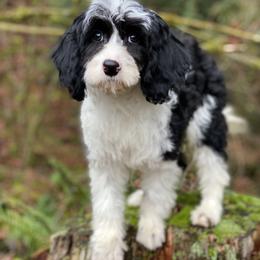 Joseph - Black and white male Cavapoo puppy in Bellingham, Washington from My Sweet Poodles and Doodles