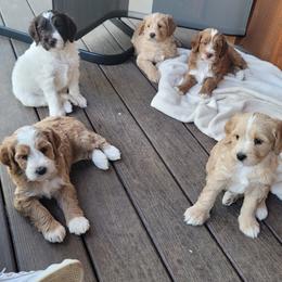 Australian Labradoodle Puppies from Country Morning Labradoodles