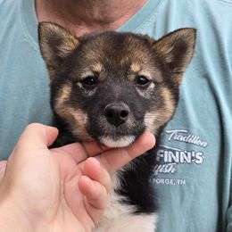 Little Akita.   ohio pick up only - Sesame female Shiba Inu puppy in Middlefield, Ohio from Muddy Rock Farm