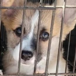 Ivy - Sable female Pembroke Welsh Corgi puppy in La Grange, Wyoming from Merrygold Corgis