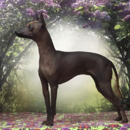 Xoloitzcuintli and Yorkshire Terrier Puppies from Terrifical Yorkies and Xoloitzquintli (toy)