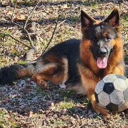 German Shepherd Puppies from Persevere Kennels
