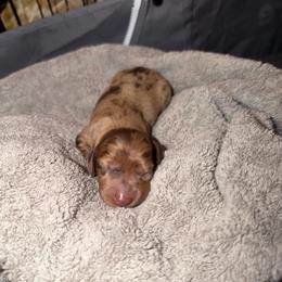 Cosmo - Dapple male Dachshund puppy in Los Angeles, California from Dachshunds of the Desert