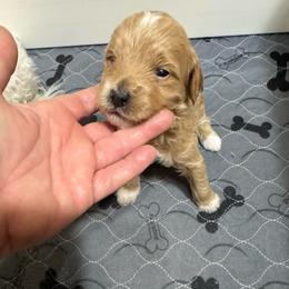 Rudolph (Orange) - Red  male Goldendoodle puppy in Newaygo, Michigan from West Michigan Doodles and Poodles