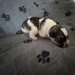 Pyrenean Mastiff Puppies from Mastini Sierra Pyrenean Mastiffs