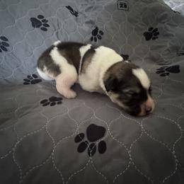 Pyrenean Mastiff Puppies from Mastini Sierra Pyrenean Mastiffs
