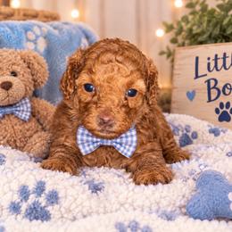 Boy 1 - Red male Assorted Doodle Crosses puppy in San Jacinto, California from Goldens and Doodles