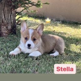 Stella - Red Pembroke Welsh Corgi puppy in California from Belo Star Corgis