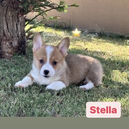 Stella - Red Pembroke Welsh Corgi puppy in California from Belo Star Corgis