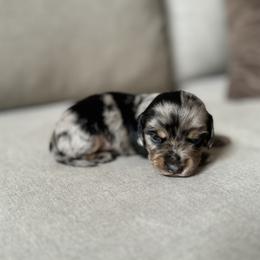 Dachshund Puppies from Doxie View Acres