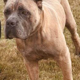 Goliath - Cane Corso
