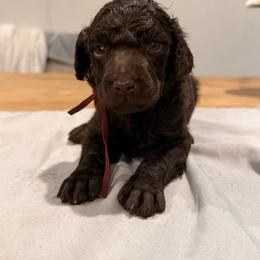 Bourbon - Brown male Poodle puppy in Cleveland, Texas from Jolley Poodles