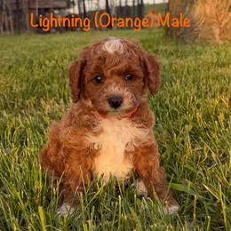 Lightning - Red  male Goldendoodle puppy in De Pere, Wisconsin from Kinzor Kennels