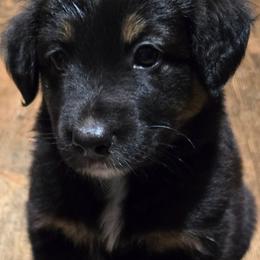 Whittier (Whitty) - Black tri-color female Australian Shepherd puppy in Bastrop, Texas from Triple J Aussie Ranch
