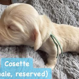 Girl 3 - Cream female Dachshund puppy in Eureka, California from Seaside Doxies