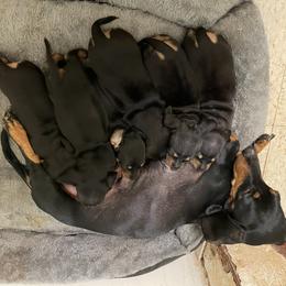 Dachshund Puppies from Hursh’s Hounds