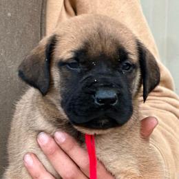 Splinter - Fawn male Mastiff puppy in Wewoka, Oklahoma from P Diamond Mastiffs