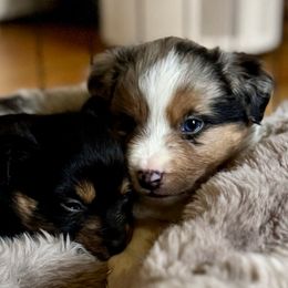 Pumkin - Blue merle male Miniature Australian Shepherd puppy in Harpers Ferry, West Virginia from Carter's Cuties