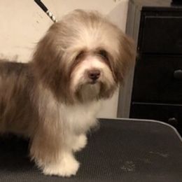 Havanese from ForestHillsHavanese