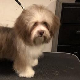 Havanese from ForestHillsHavanese